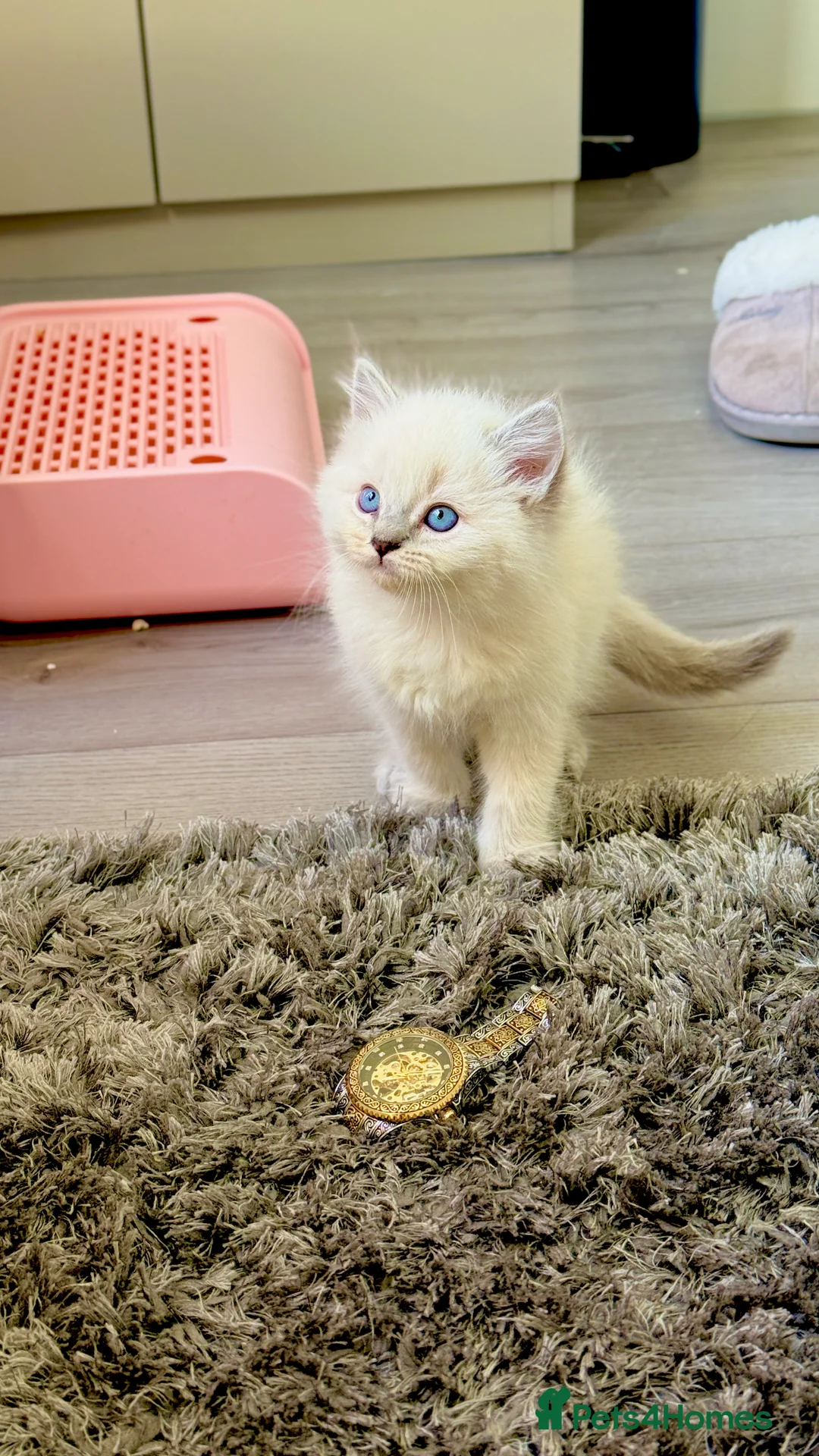 Ragdoll cats for sale: Gorgeous pure ragdoll kittens🔥(4Males, 2Females)  - Advert 1