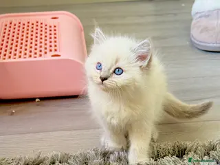 Ragdoll cats Gorgeous pure ragdoll kittens🔥(4Males, 2Females) - Advert 2