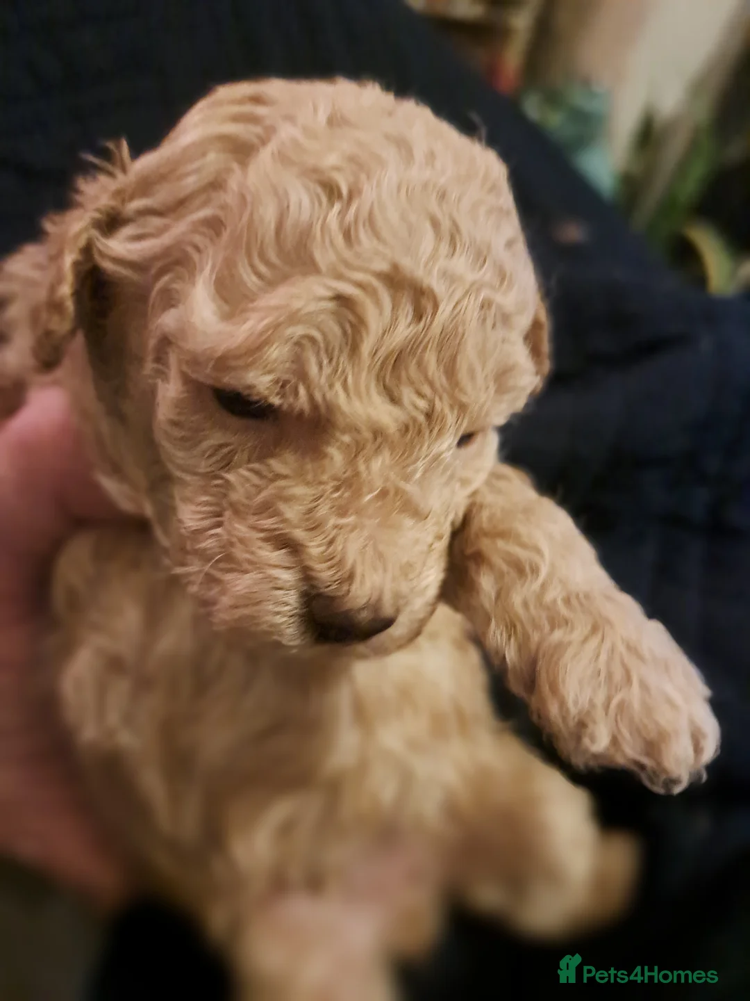 Toy Poodle dogs for sale:   **   day toy poodle kc girls&boys black and red - Advert 8