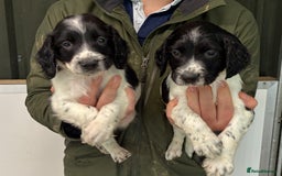 English Springer Spaniel dogs for sale: 5 Star Council Registered Breeder litter - Image 1