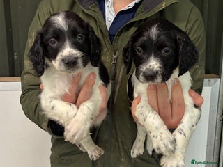 English Springer Spaniel dogs - Advert 10