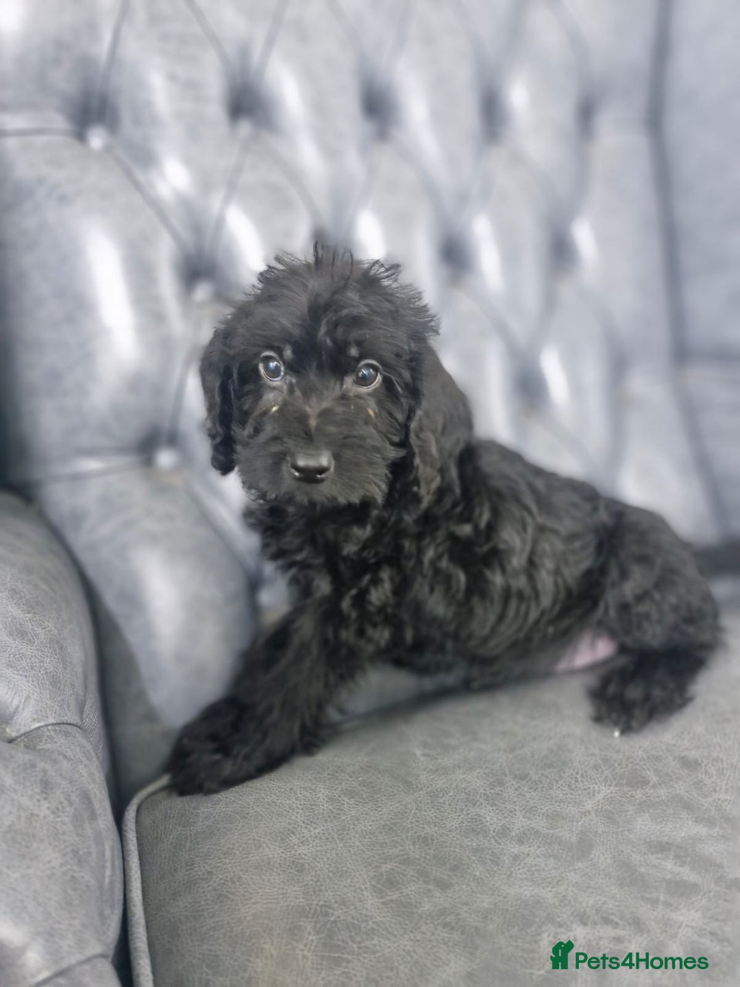 Labradoodle dogs for sale: Standard Labradoodle Puppies  - Advert 7