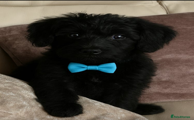 Mixed Breed dogs - Advert 1