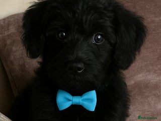 Mixed Breed dogs Schnoodle - Advert 14