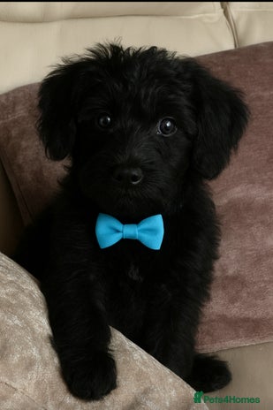 Mixed Breed dogs - Advert 1