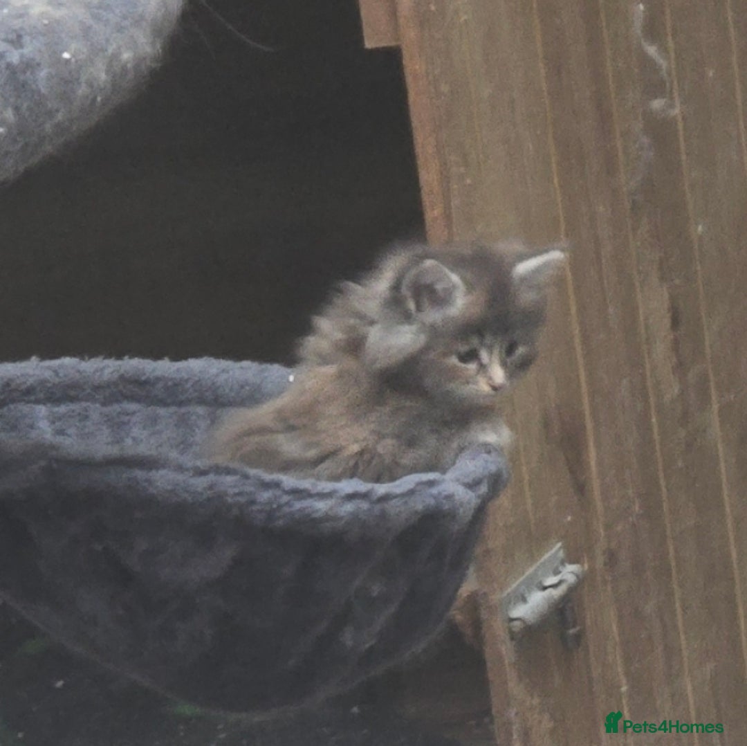 Maine Coon cats for sale: Giant maine coon kittens for sale  - Advert 29