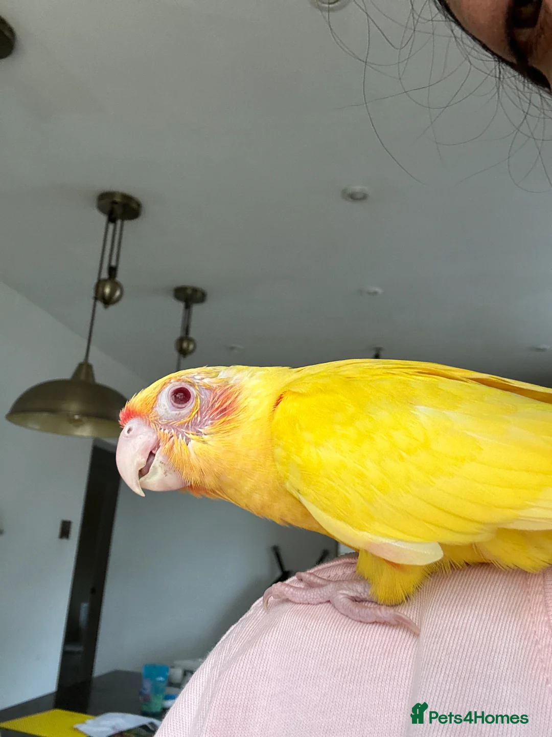 Conures birds for sale: Baby Conures in Manchester - Advert 2