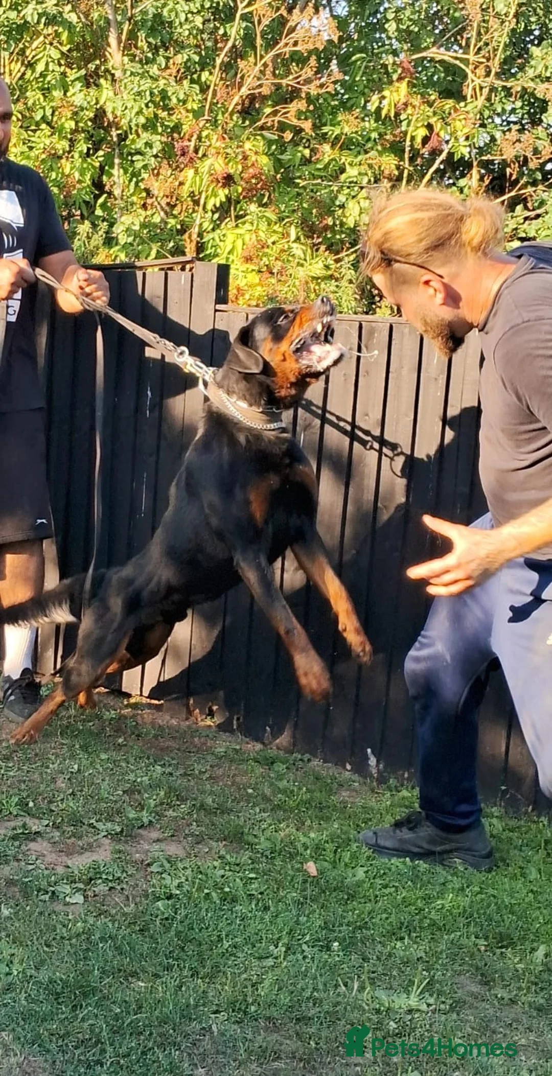Rottweiler dogs for sale: Rottweiler Puppies 🏆 (IMP bloodline) - Advert 1