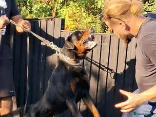 Rottweiler dogs Rottweiler Puppies 🏆 (IMP bloodline) - Advert 2