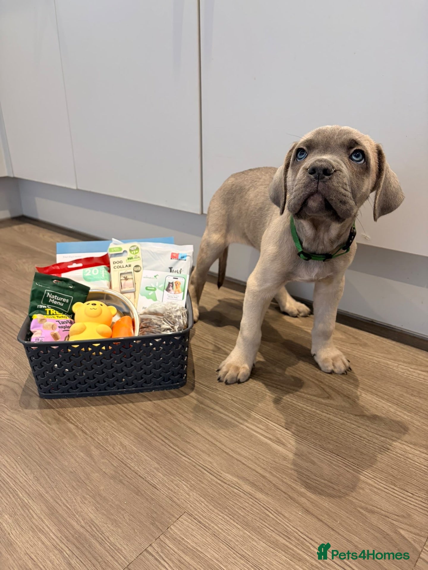 Cane Corso dogs ICCF registered, health tested, formentino pups 🏆 - Advert 1