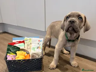 Cane Corso dogs ICCF registered, health tested, formentino pups 🏆 - Advert 1
