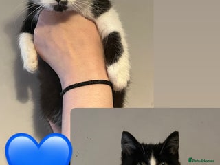 Mixed Breed cats - Advert 2