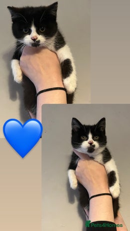 Mixed Breed cats - Advert 4