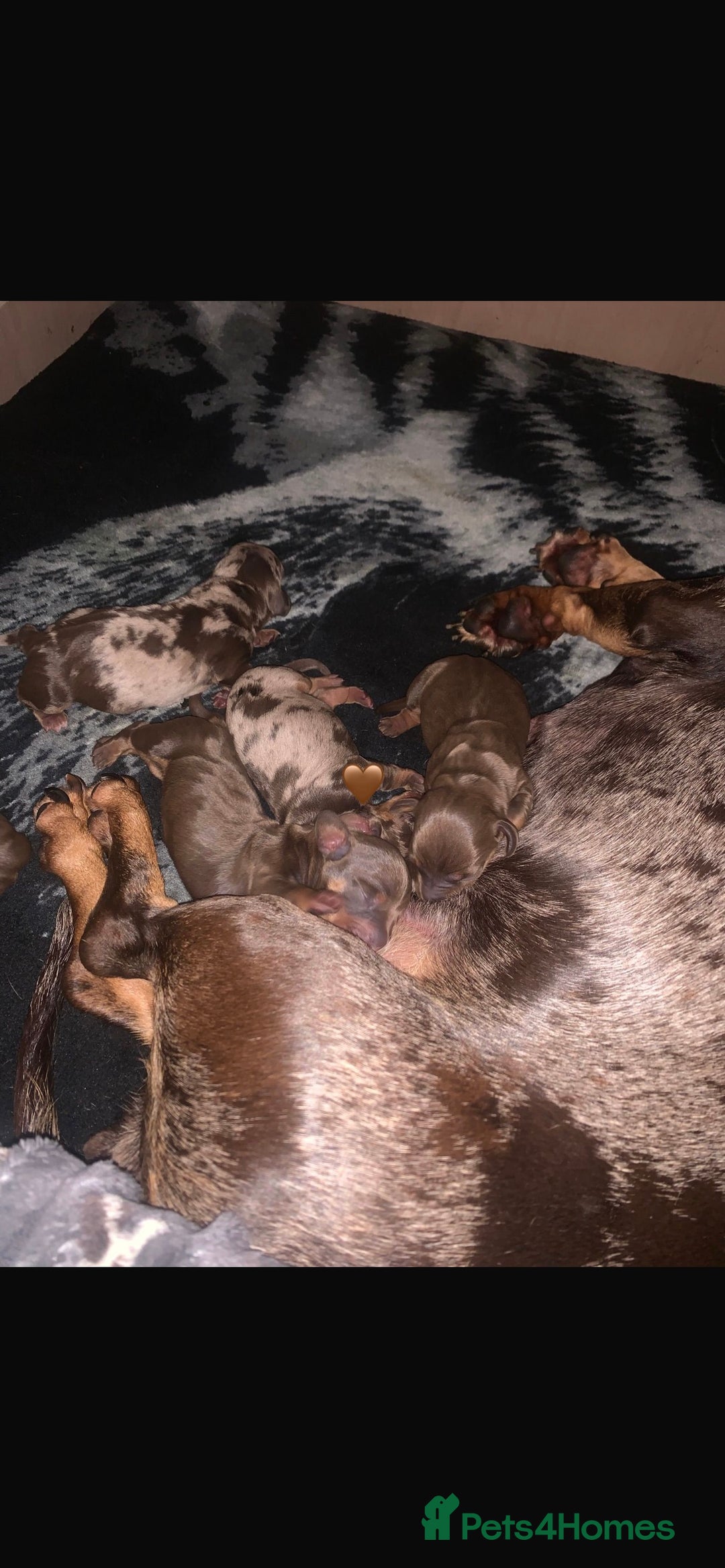 Dachshund dogs for stud: Proven KC chocolate&tan smooth haired dachshund - Advert 11