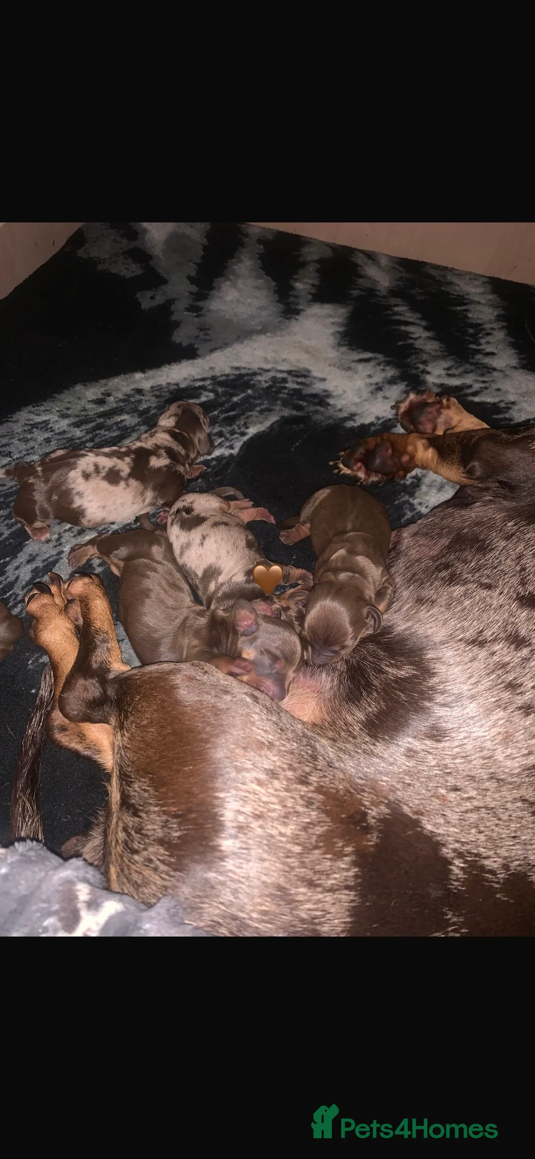 Dachshund dogs for stud: Proven KC chocolate&tan smooth haired dachshund - Advert 11