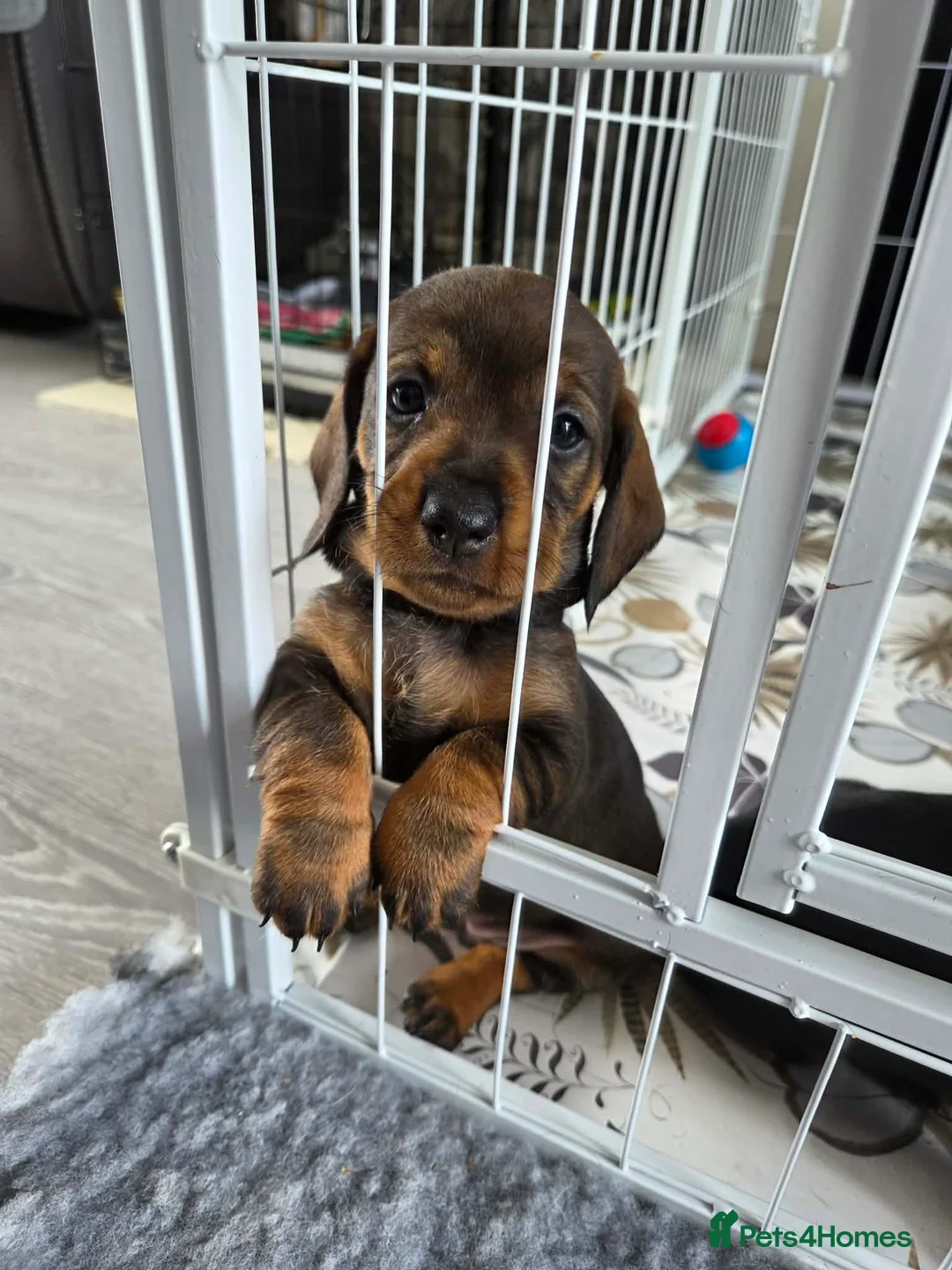 Dachshund dogs for sale: READY NOW Lovely Bunch Standard Dachshund puppies - Advert 26