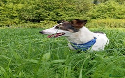 Mixed Breed dogs for adoption: ❤️ Alma – a 1.5-year-old lower-medium girl❤️ - Advert 14