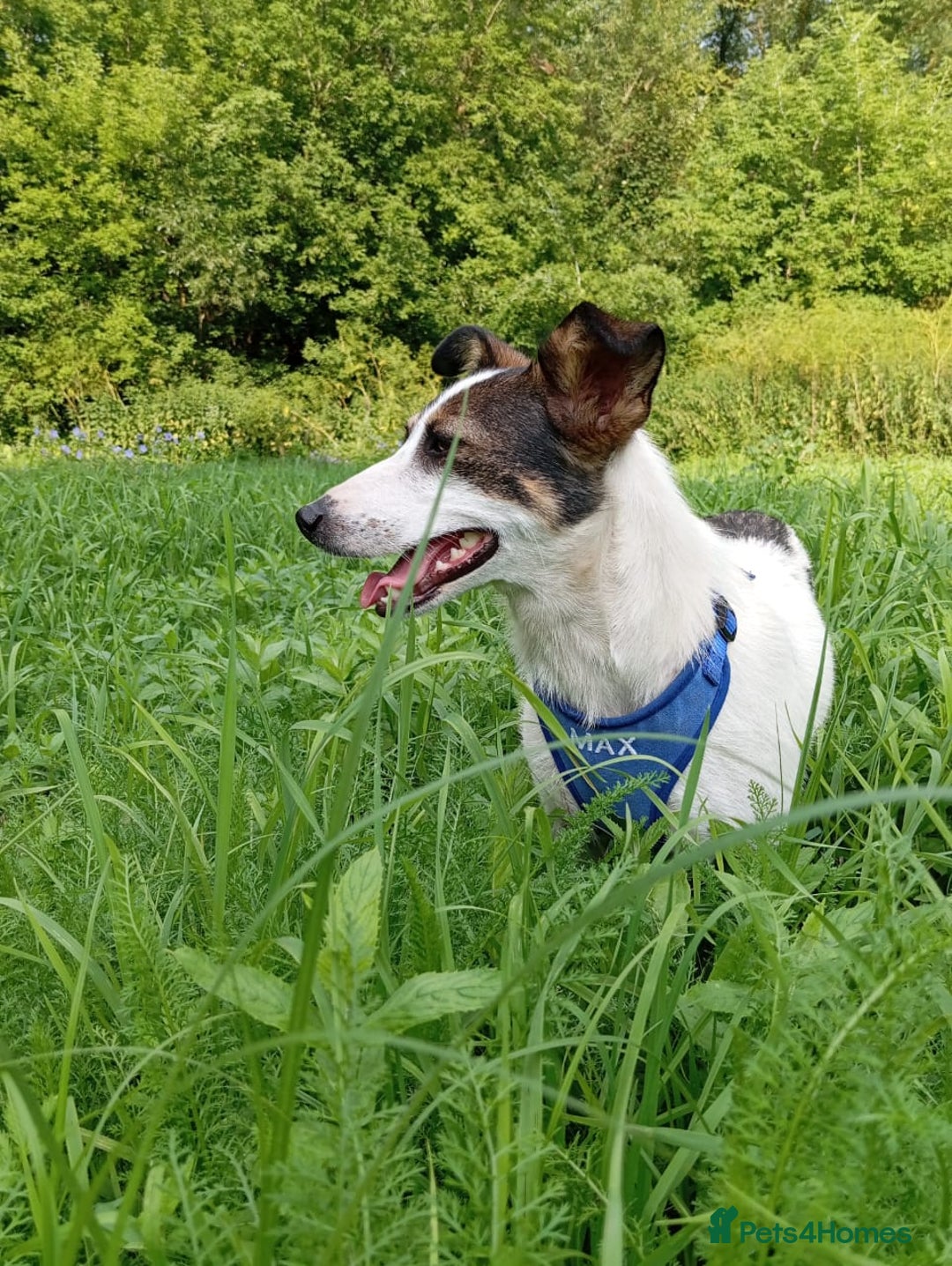 Mixed Breed dogs for adoption: ❤️ Alma – a 1.5-year-old lower-medium girl❤️ - Advert 14