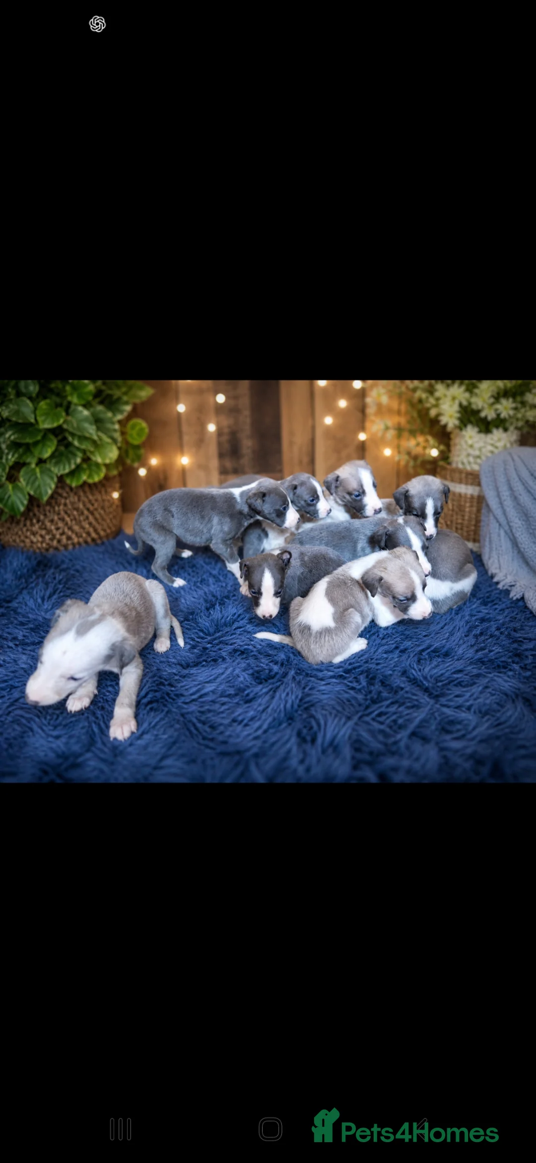 Whippet dogs for sale: Whippet pups  - Advert 1