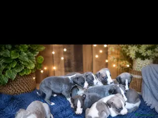Whippet dogs Whippet pups - Advert 10