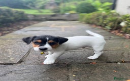 Jack Russell dogs for sale: Georgeous Jack Russell Puppy boy  in Tunbridge Wells - Image 2