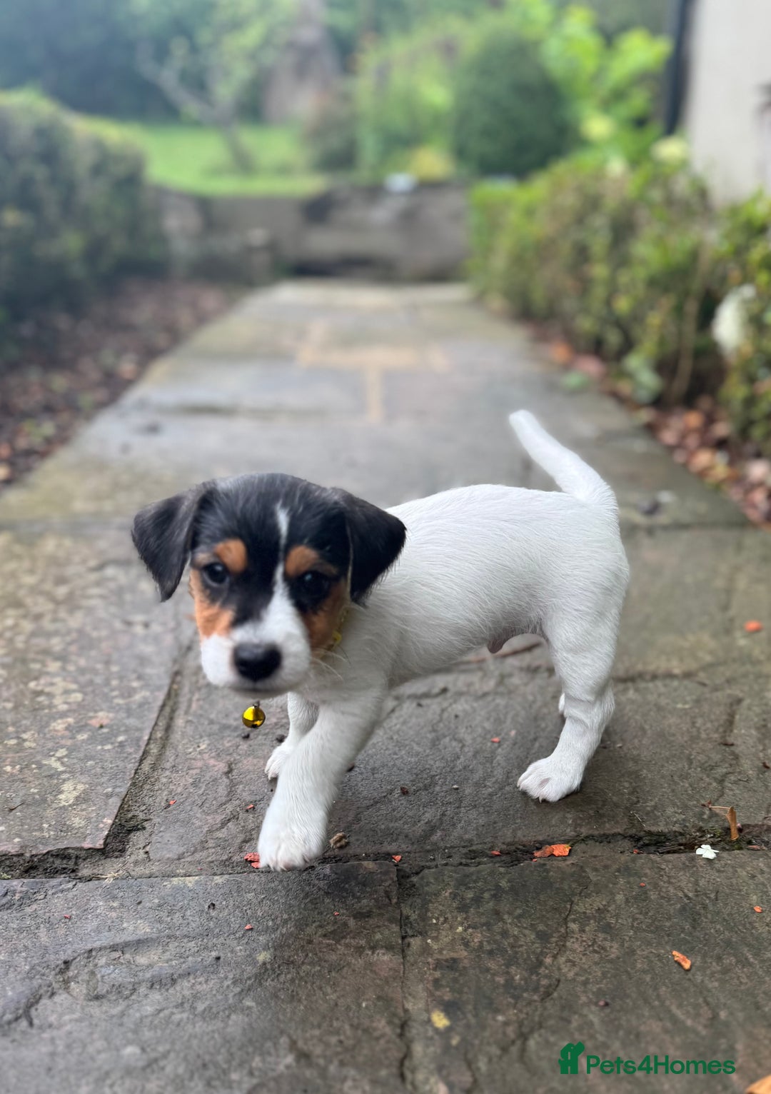 Jack Russell dogs for sale: Georgeous Jack Russell Puppy boy  in Tunbridge Wells - Image 2