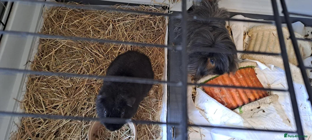 Guinea Pig rodents for sale: 2 male guinea pigs in Loughborough - Advert 1