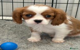 King Charles Spaniel dogs for sale: Beautiful cavalier puppies  - Image 30