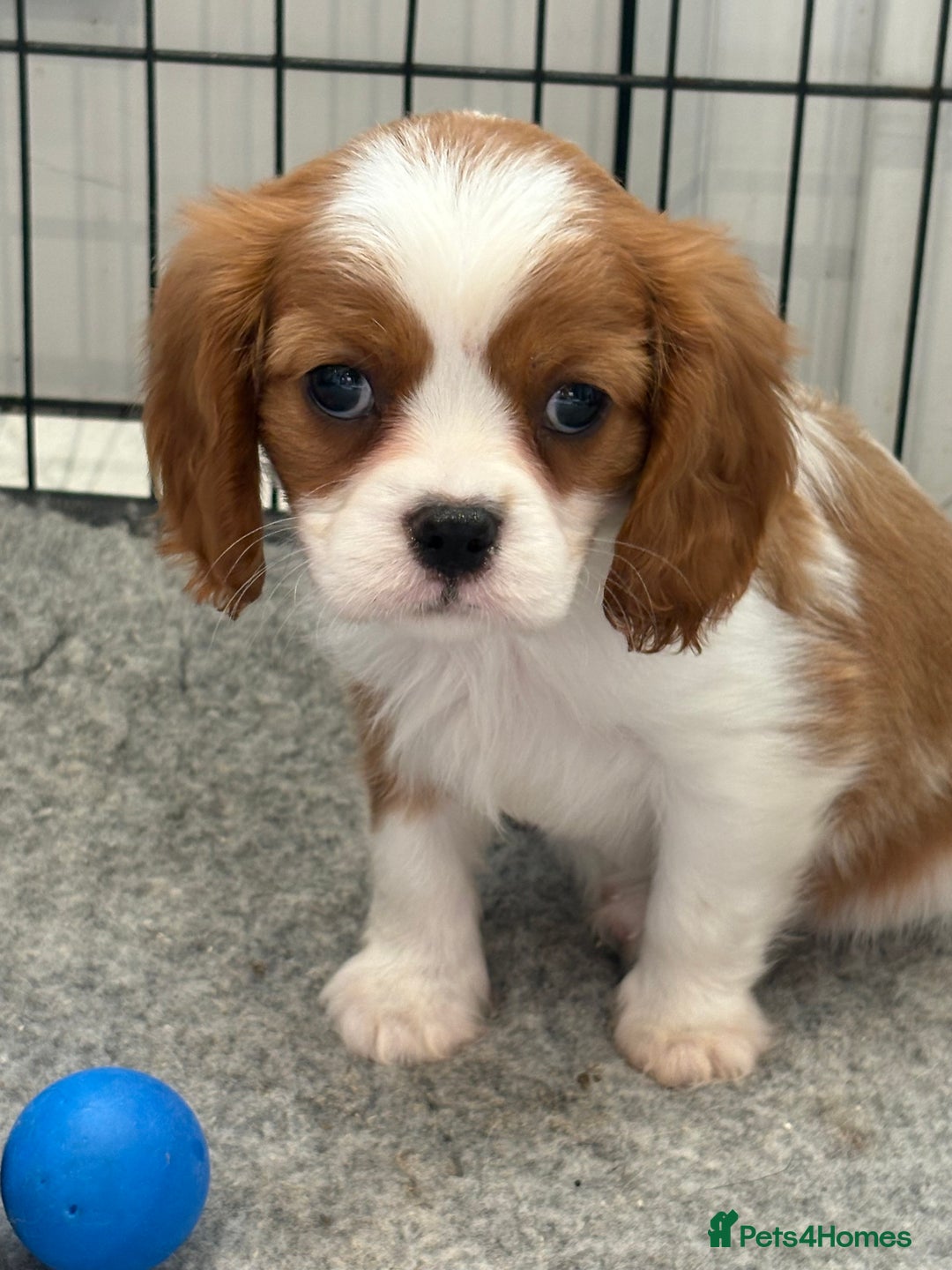 King Charles Spaniel dogs for sale: Beautiful cavalier puppies  - Image 30