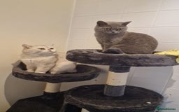 British Shorthair cats for sale: Beautiful Silver Tabby BSH  - Image 2