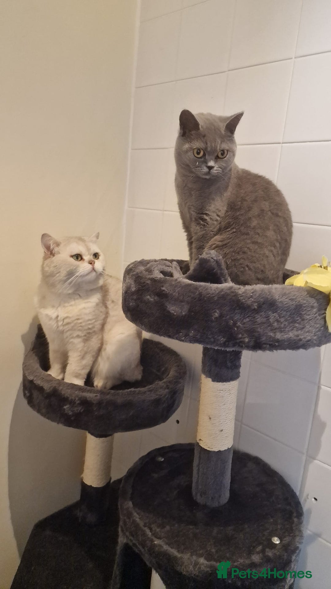 British Shorthair cats for sale: Beautiful Silver Tabby BSH  - Image 2