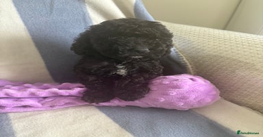 Cockapoo dogs - Advert 4