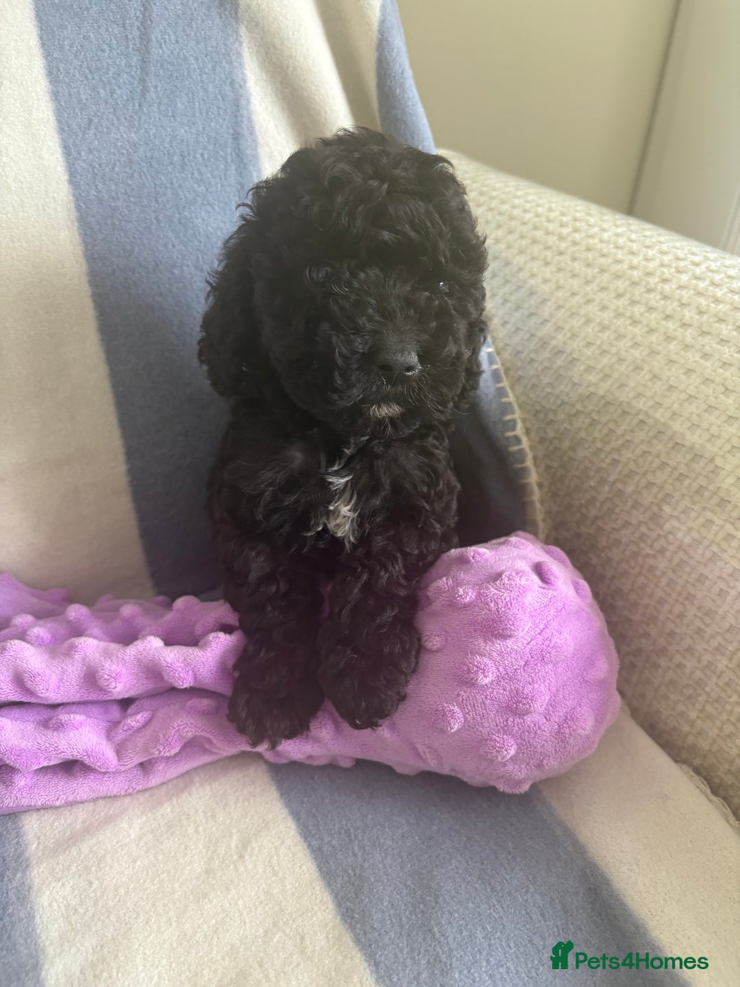 Cockapoo dogs for sale: F2 CockerPoos  - Image 2