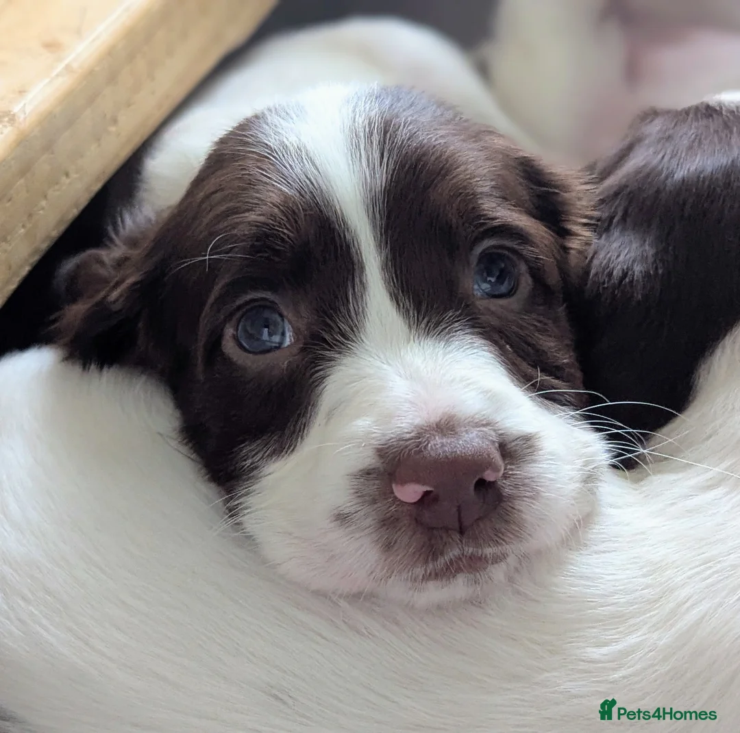 Sprocker dogs for sale: ALL SOLD -Sprocker Puppies - Advert 1