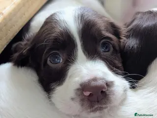 Sprocker dogs Sprocker Puppies - Cocker x Springer Spaniel - Advert 1