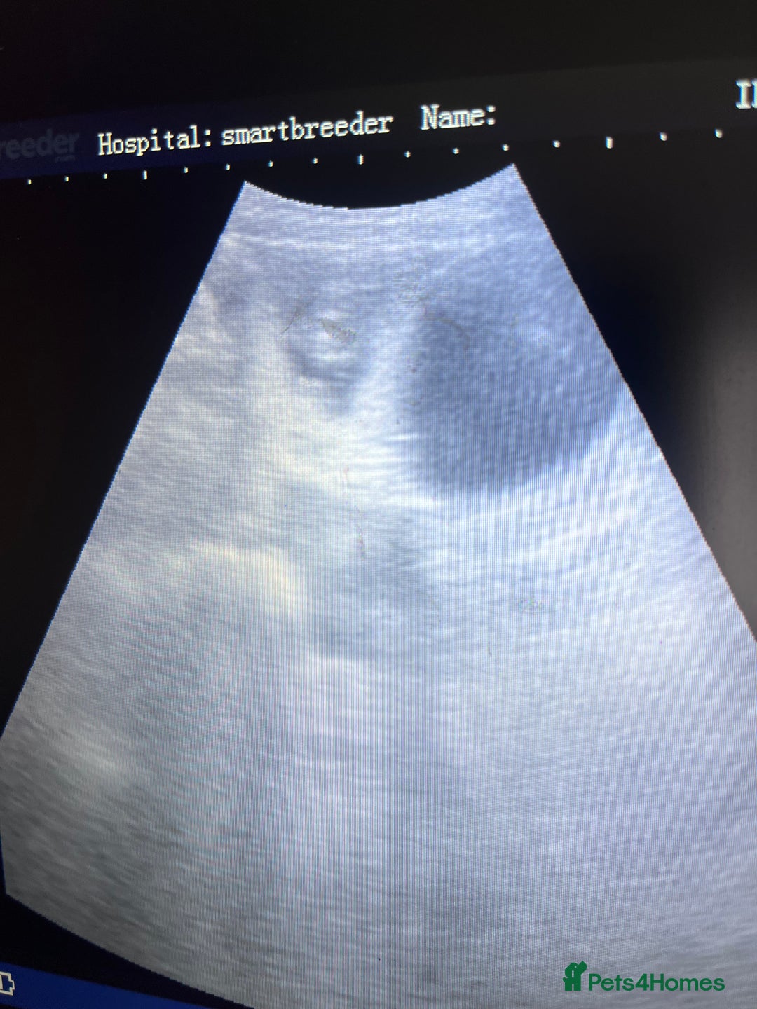 Rottweiler dogs for sale: 🐾🐶PUREBRED ROTTWEILER PUPPIES–DEPOSITS OPEN 🐶🐾 - Advert 3