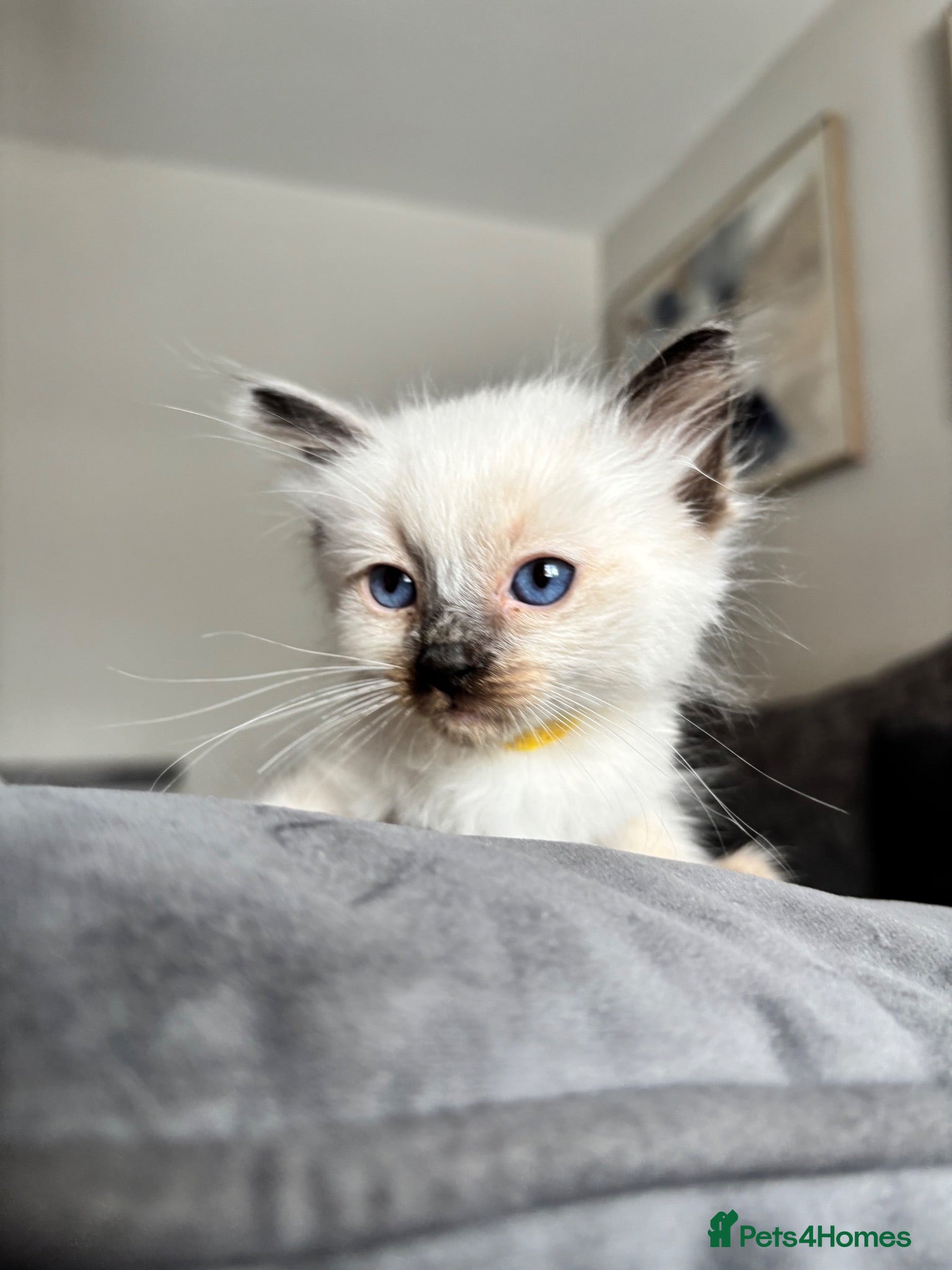 Ragdoll cats Ragdoll kittens -1 boy left available  - Advert 1