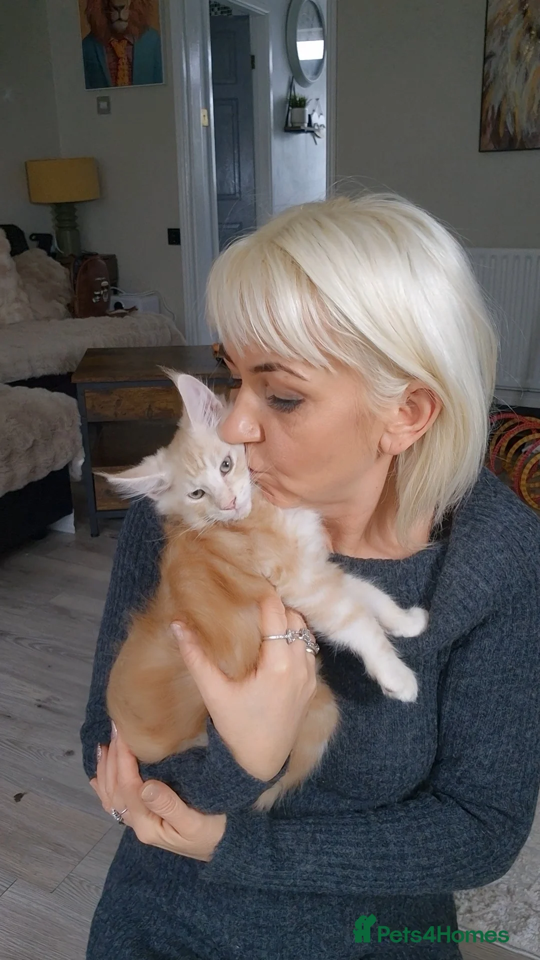 Maine Coon cats for sale: Beautiful Maine Coon boys . - Advert 4