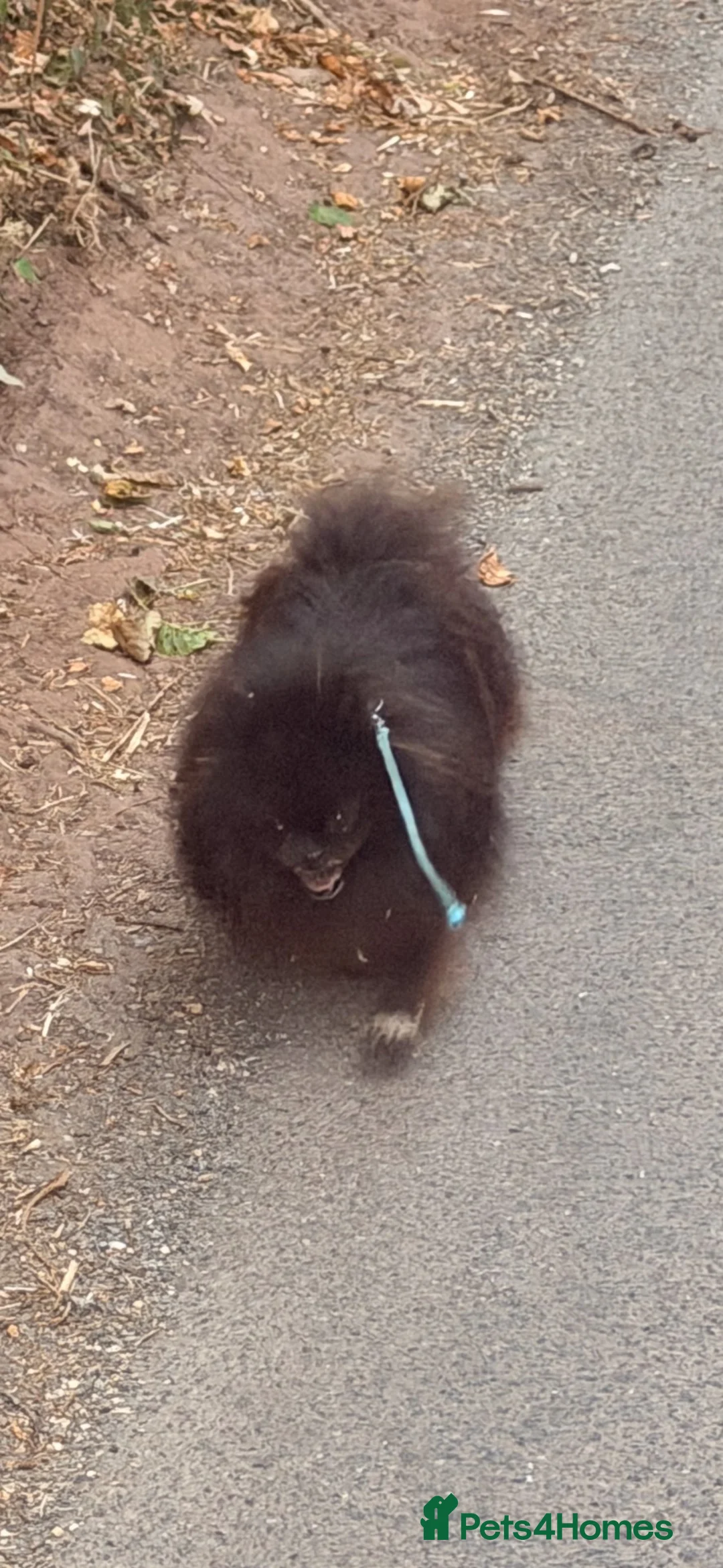 Pomeranian dogs for sale: 2year old Pomeranian  in Bridgwater - Advert 1