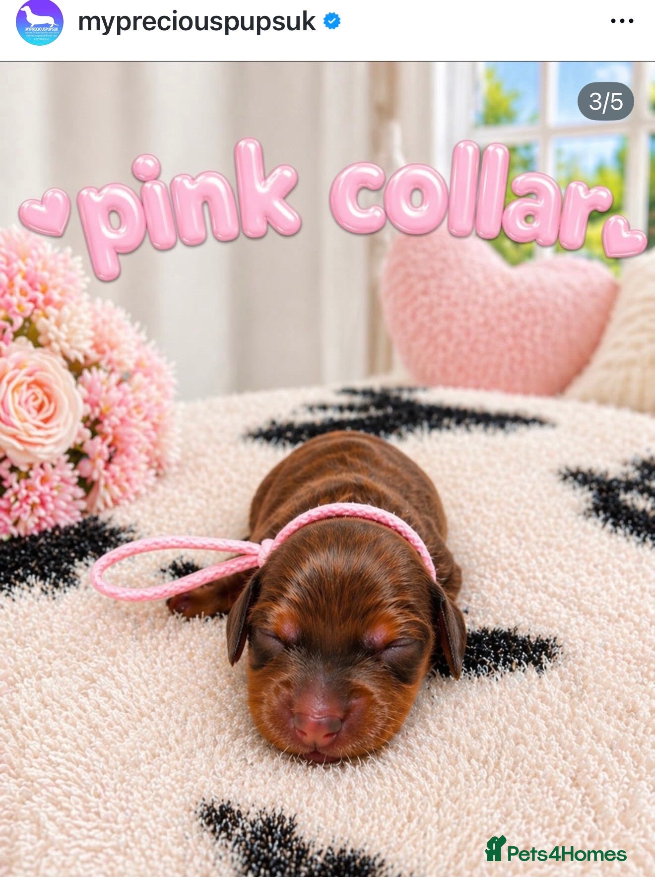 Miniature Dachshund dogs 🐾 KC Registered Long-Haired Miniature Dachshund - Advert 1