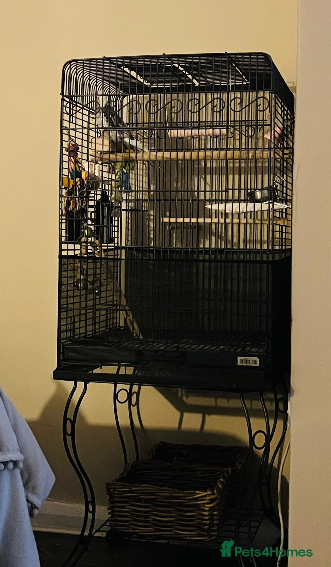 Cockatiels birds for sale: Male white face cockatiel with cage and accessorie - Image 4