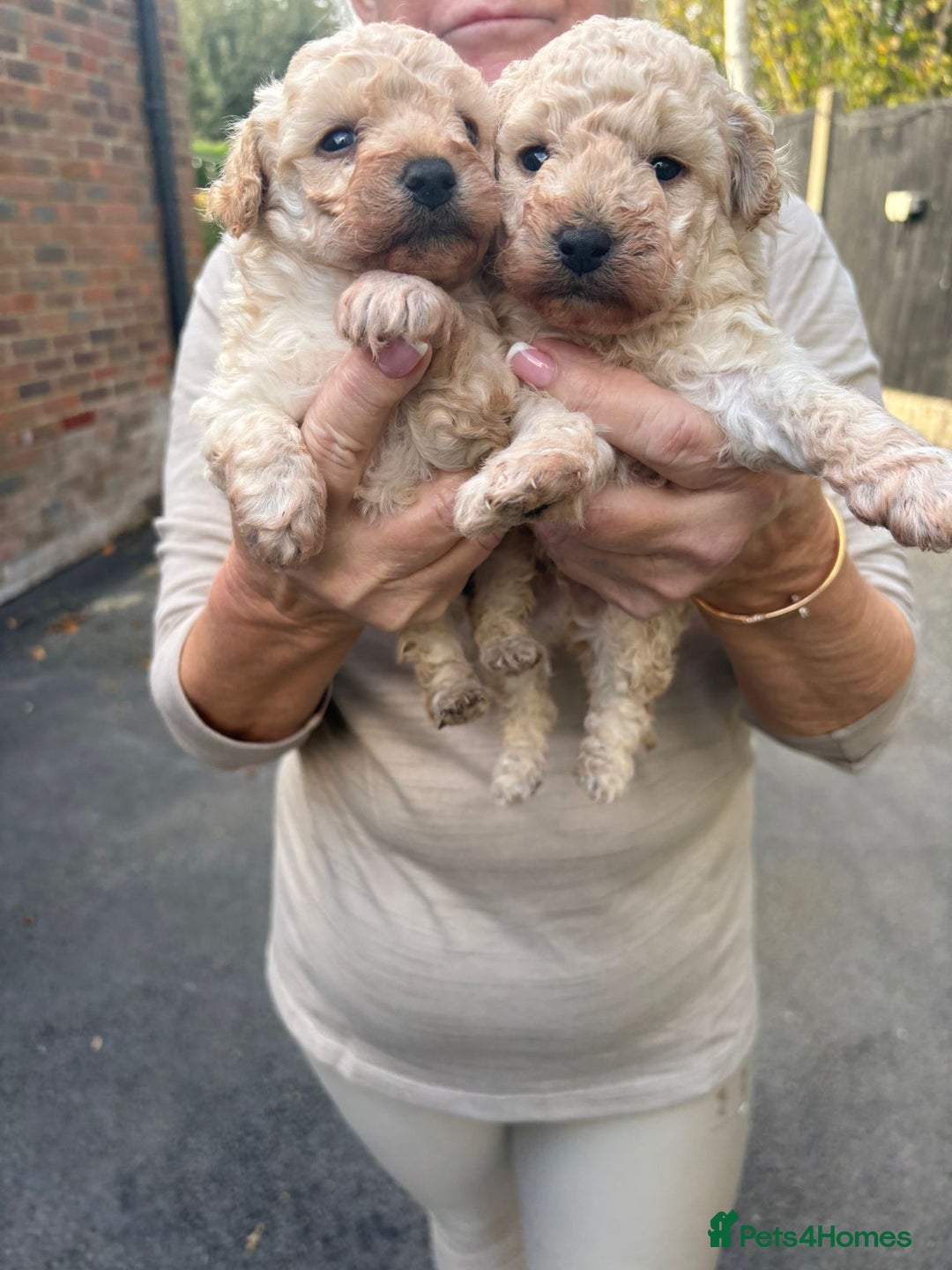 Toy Poodle dogs for sale: Toy Poodle Pups with Lovely Temperaments - Image 16