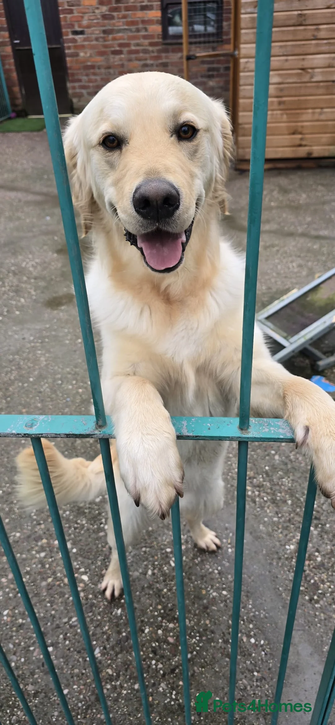 Golden Retriever dogs for sale: Meet 2 Yr old Arlo KC Registered Golden Retriever - Advert 8