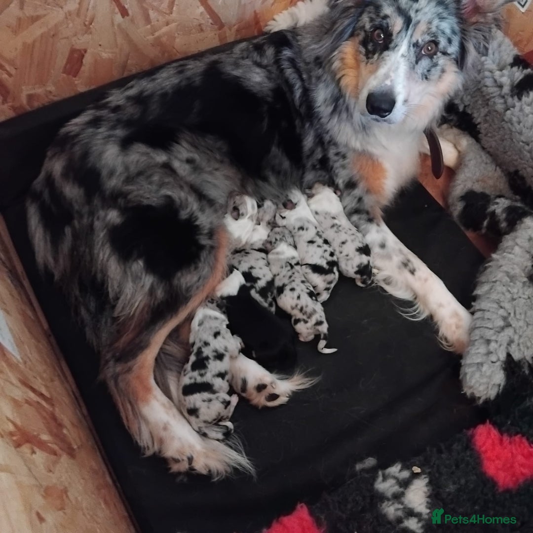 Border Collie dogs for sale: Stunning litter of blue merle border collies - Image 39