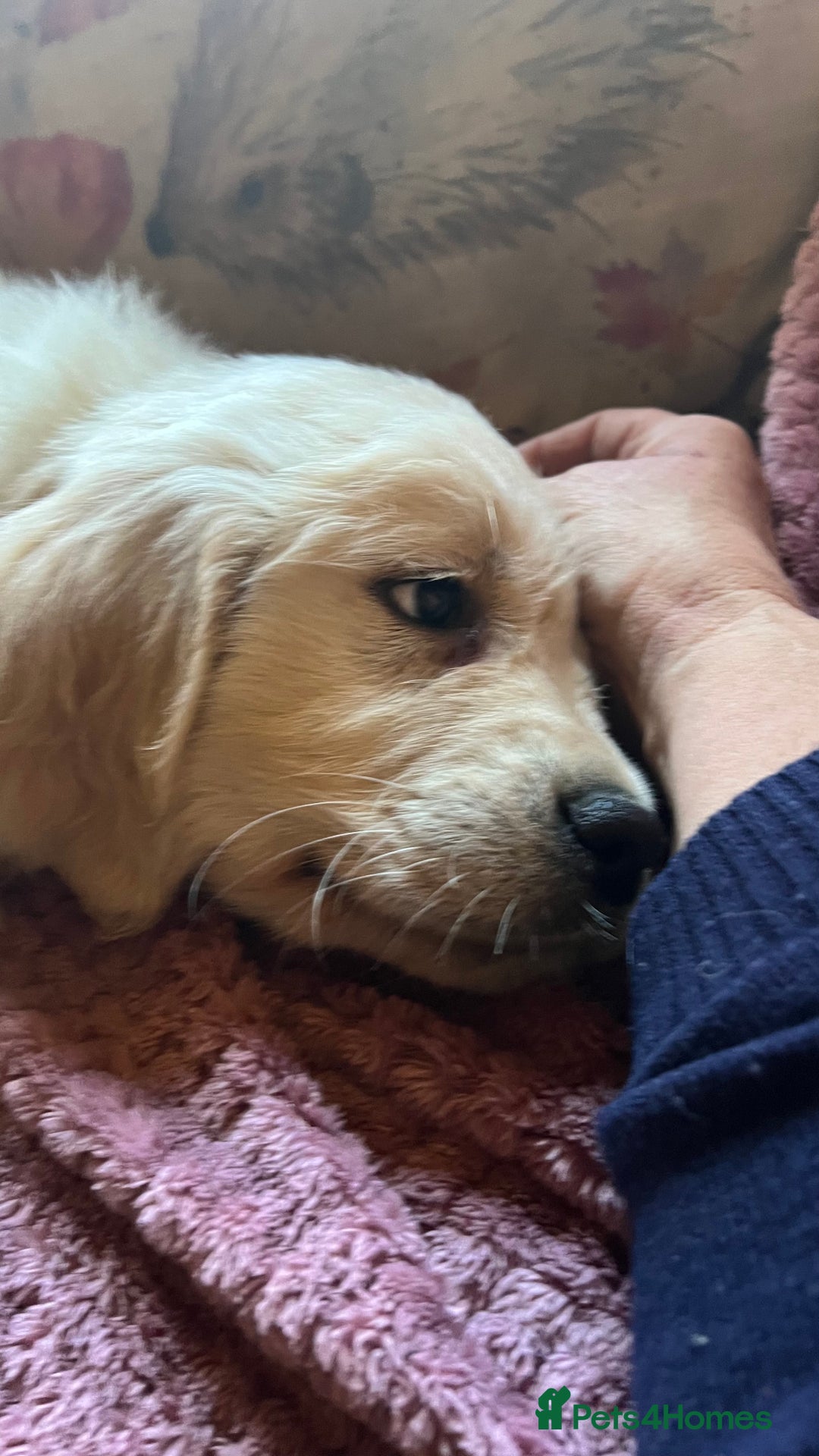 Golden Retriever dogs for sale: Golden Retriever huge big boned male puppy - Advert 6