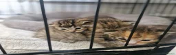 Mixed Breed cats for sale: 3 kittens - Advert 8
