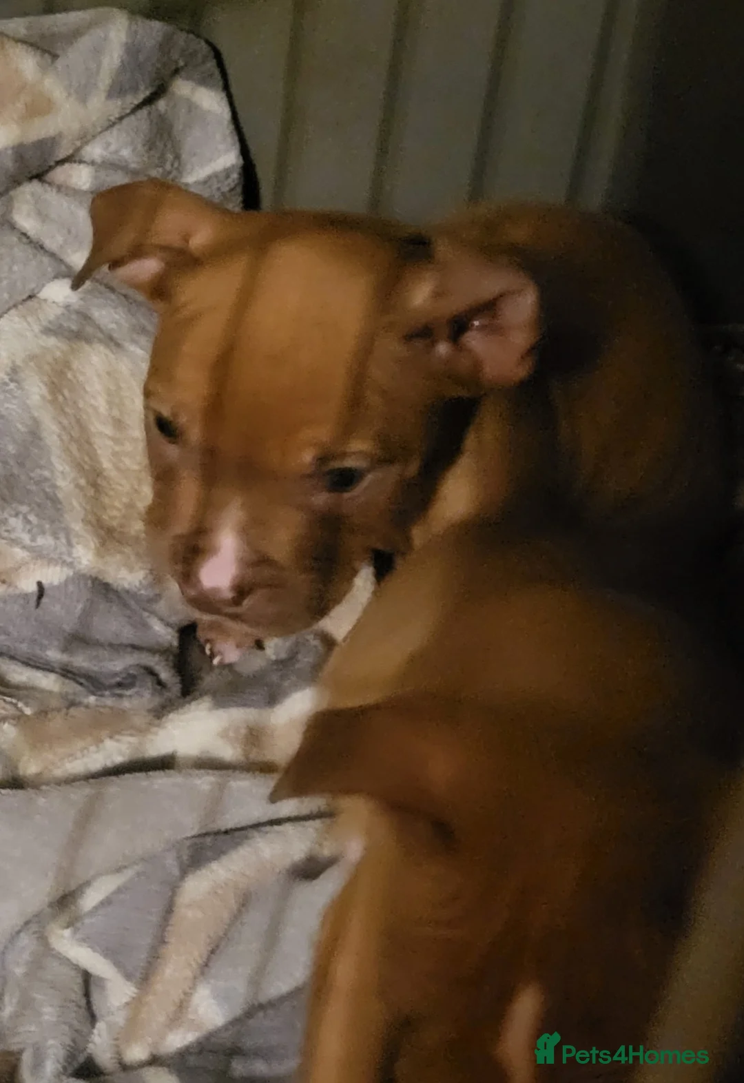 Mixed Breed dogs for sale: Staffy x bulldog puppys in Warwick - Advert 2