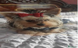 Yorkshire Terrier dogs for sale: Beautiful Yorkshire terrier - Advert 3