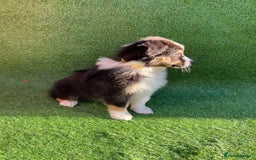 Australian Shepherd dogs for sale: Australia shepherd Kc puppies  - Image 15