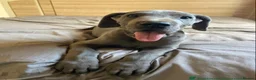 Great Dane dogs for sale: Great Dane puppies  - Advert 4